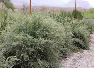 Arrowweed(Pluchea sericea)
