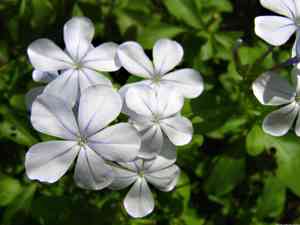 Plumbago (Plumbago)(Plumbago)