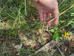Texas bluegrass(Poa arachnifera)