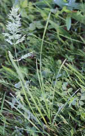 Texas bluegrass(Poa arachnifera)