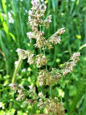 Texas bluegrass(Poa arachnifera)
