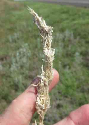 Texas bluegrass(Poa arachnifera)