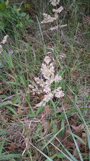Texas bluegrass(Poa arachnifera)