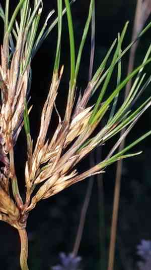 Bulbous bluegrass(Poa bulbosa)