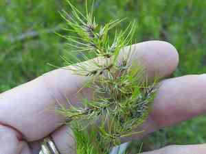 Bulbous bluegrass(Poa bulbosa)