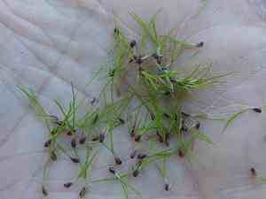 Bulbous bluegrass(Poa bulbosa)