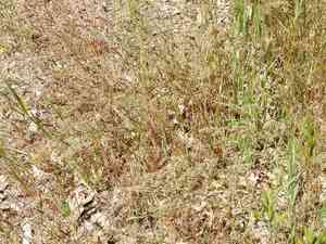 Bulbous bluegrass(Poa bulbosa)