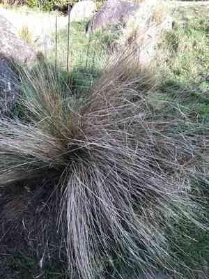 Silver tussock(Poa cita)