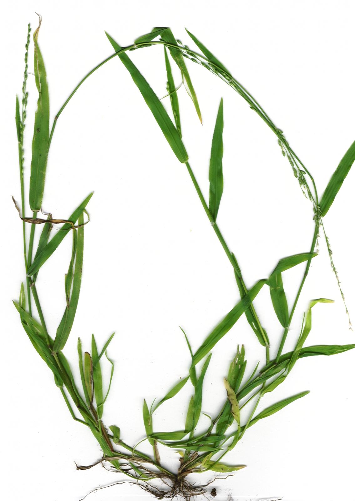 Silver tussock