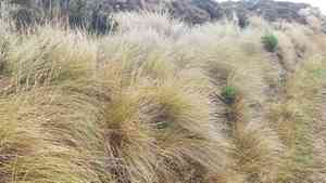 Silver tussock(Poa cita)
