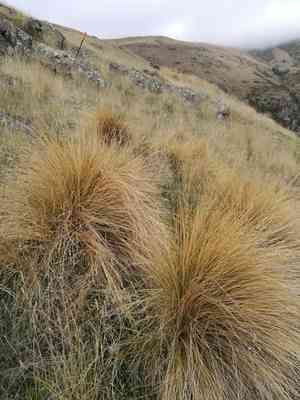 Silver tussock(Poa cita)