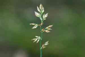 Canada bluegrass(Poa compressa)
