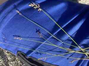 Canada bluegrass(Poa compressa)