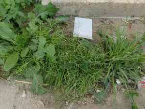 Early meadow grass(Poa infirma)