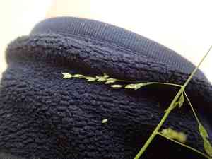 Early meadow grass(Poa infirma)