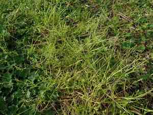 Early meadow grass(Poa infirma)