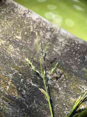 Early meadow grass(Poa infirma)