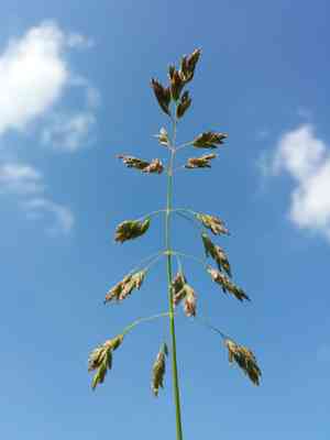 Kentucky bluegrass(Poa pratensis)