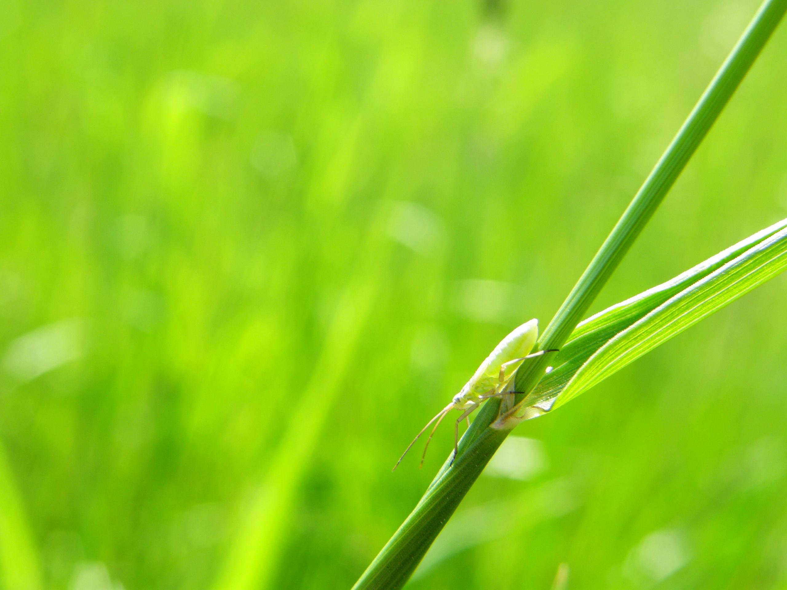 Kentucky bluegrass