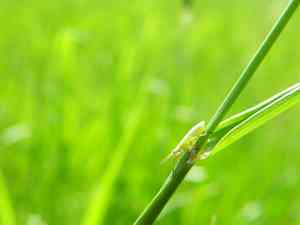 Kentucky bluegrass(Poa pratensis)