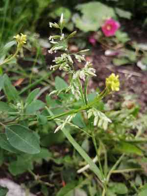 Kentucky bluegrass(Poa pratensis)