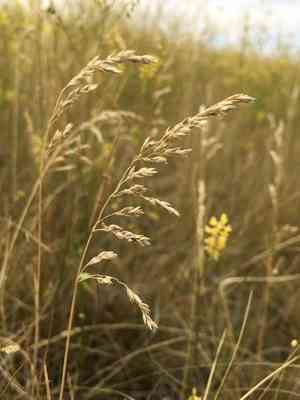 Kentucky bluegrass(Poa pratensis)