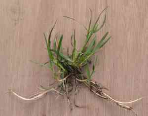 Kentucky bluegrass(Poa pratensis)