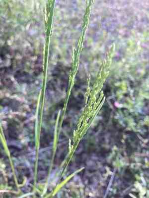 Poa sphondylodes(Poa sphondylodes)