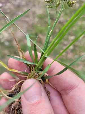 Supine bluegrass(Poa supina)