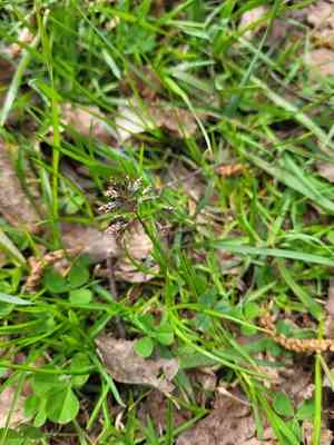 Supine bluegrass(Poa supina)