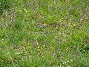 Supine bluegrass(Poa supina)