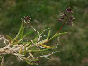 Supine bluegrass(Poa supina)