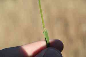 Rough bluegrass(Poa trivialis)