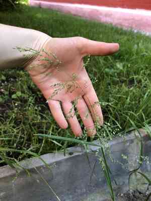 Rough bluegrass(Poa trivialis)