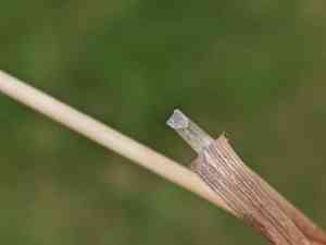 Rough bluegrass(Poa trivialis)