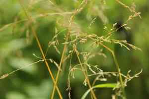Rough bluegrass(Poa trivialis)