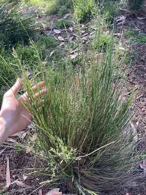 Meadow-grasses (Poa)(Poa)
