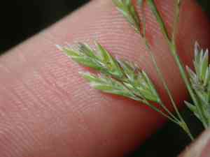 Meadow-grasses (Poa)(Poa)