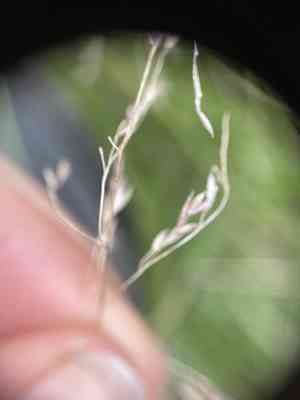 Meadow-grasses (Poa)(Poa)