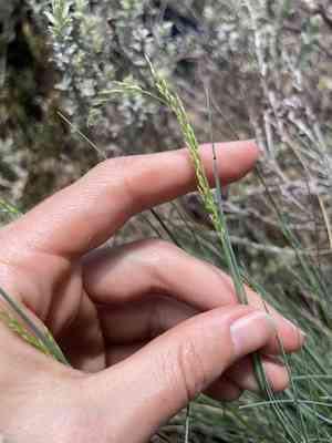 Meadow-grasses (Poa)(Poa)