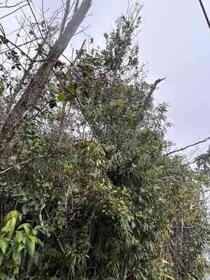 Yucca plum pine(Podocarpus coriaceus)