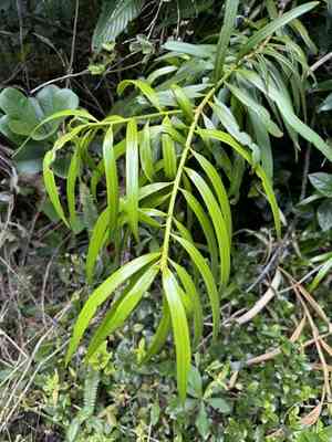 Yucca plum pine(Podocarpus coriaceus)