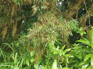 Yucca plum pine(Podocarpus coriaceus)