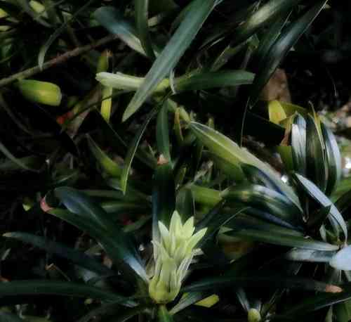 Real yellowwood(Podocarpus latifolius)