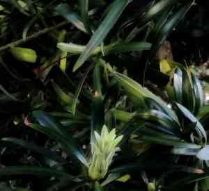 Real yellowwood(Podocarpus latifolius)