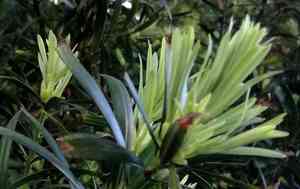 Real yellowwood(Podocarpus latifolius)