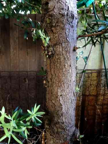 Real yellowwood(Podocarpus latifolius)