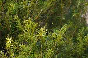 Totara(Podocarpus totara)