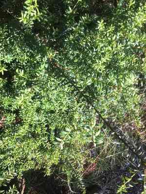 Totara(Podocarpus totara)