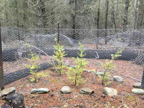 Totara(Podocarpus totara)